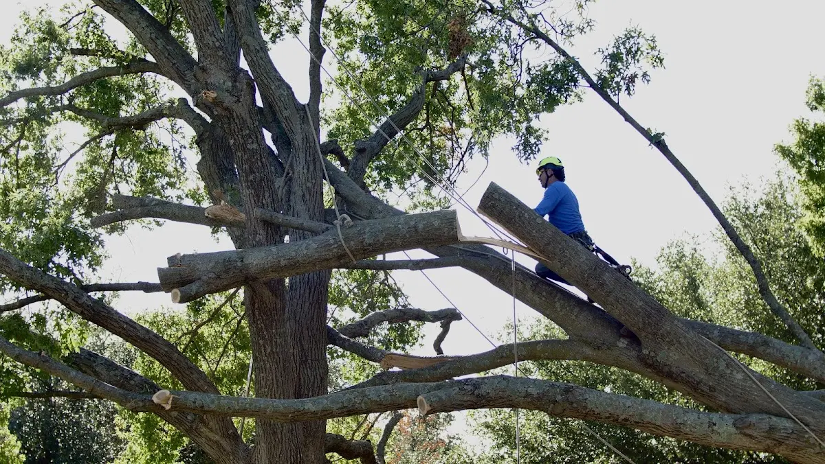 Professional Crown Thinning performed by certified arborists in Glen Hope